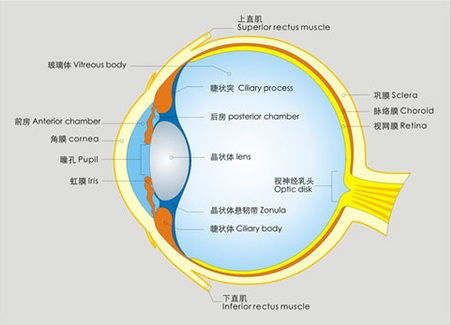 告訴你個“小秘密”：為什么眼睛不怕冷？